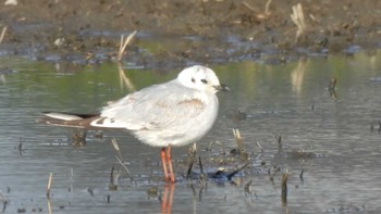 Little Gull 三重県松阪市 Sat, 3/2/2024