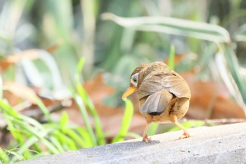 ガビチョウ 横浜市 2024年3月30日(土)