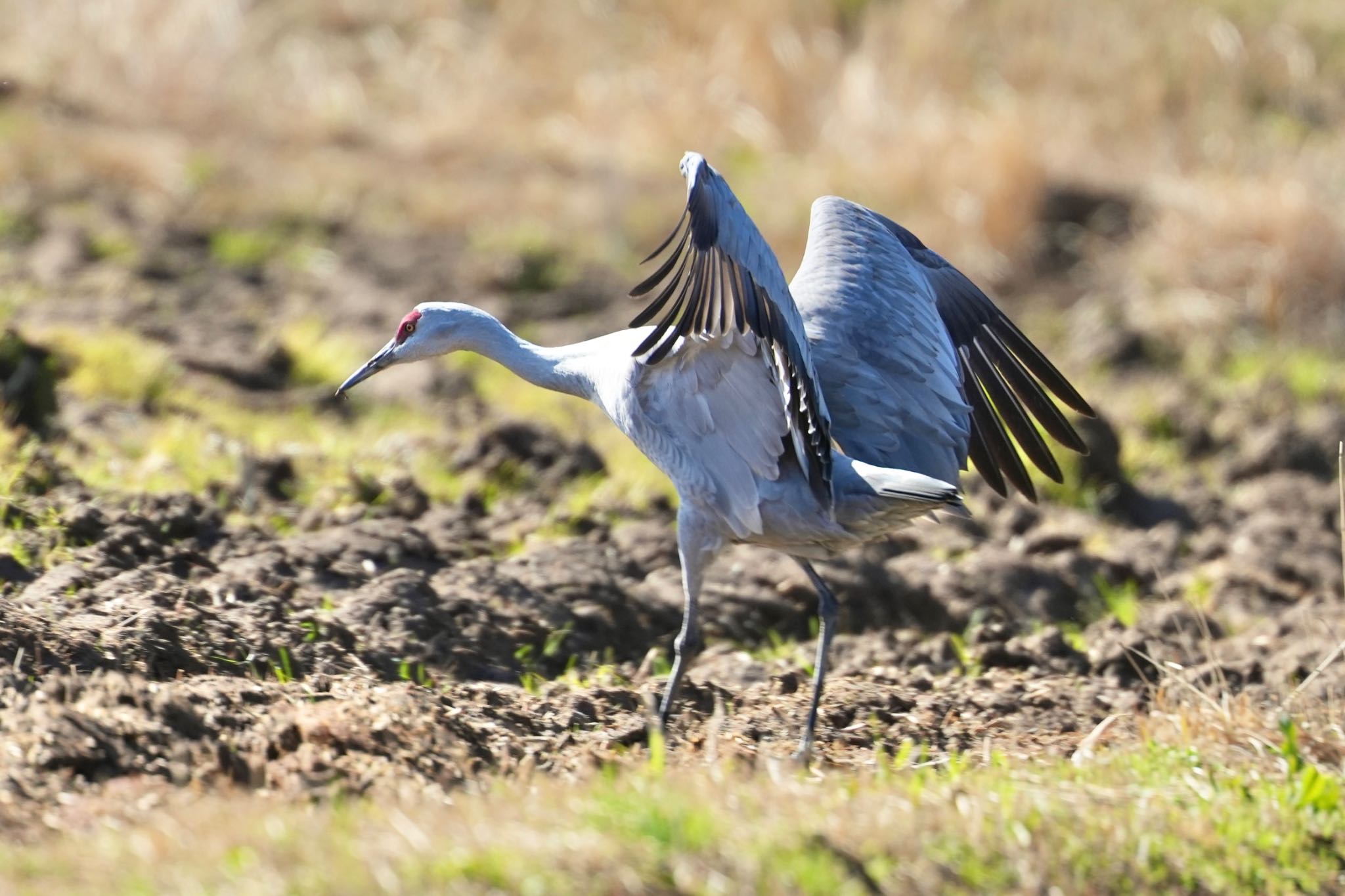 Photo of Sandhill Crane at 隠岐(島根県) by あらどん