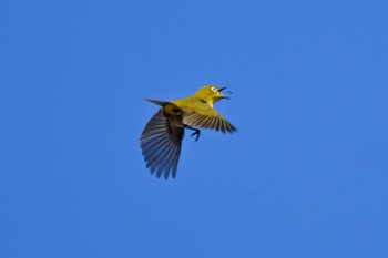 Warbling White-eye 大宮第二公園 Sat, 2/24/2024