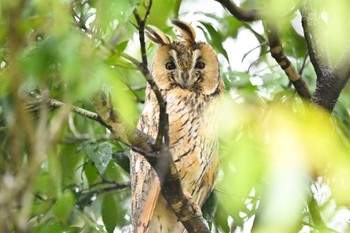 Long-eared Owl 関東地方 Fri, 3/29/2024