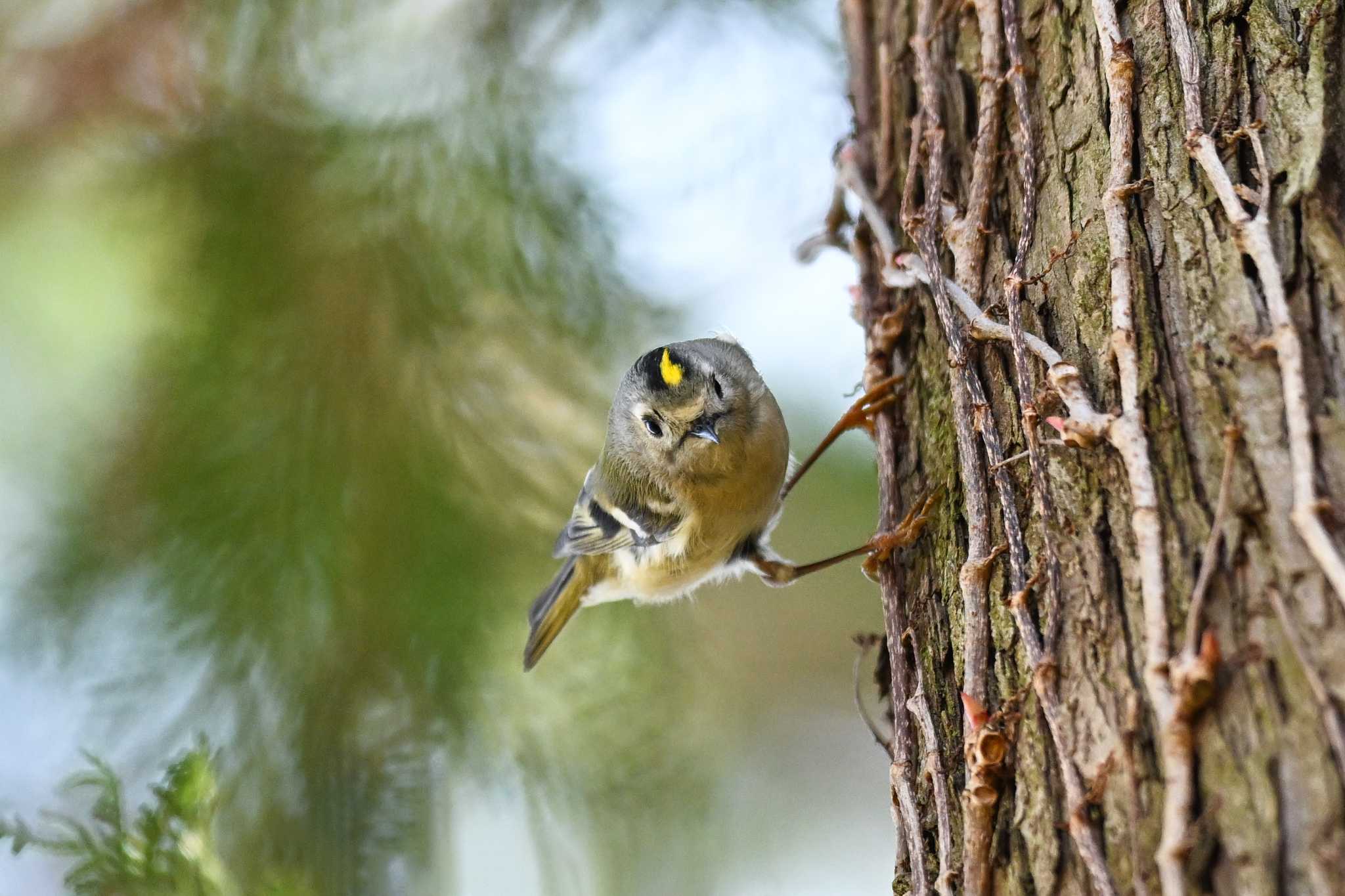 Photo of Goldcrest at Kitamoto Nature Observation Park by Yokai