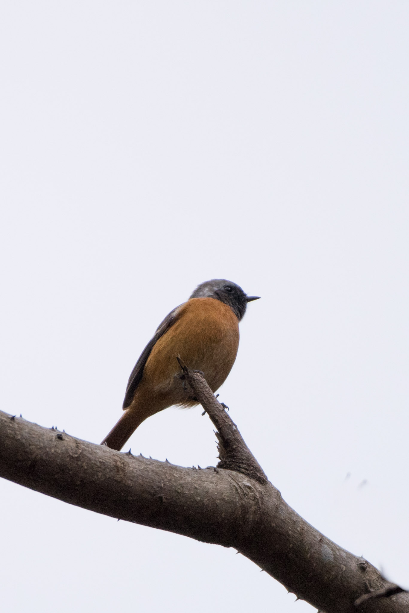 Daurian Redstart