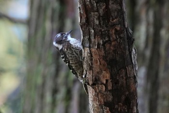 Unknown Species 隠岐(島根県) Wed, 3/27/2024