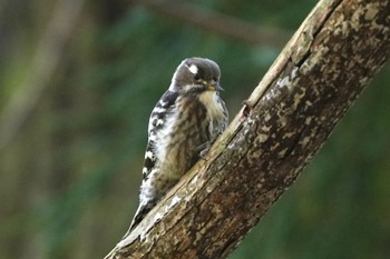 Unknown Species 隠岐(島根県) Wed, 3/27/2024