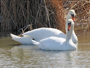 Mute Swan Izunuma Sat, 3/30/2024