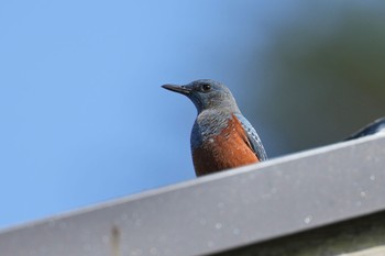 Blue Rock Thrush 隠岐(島根県) Wed, 3/27/2024