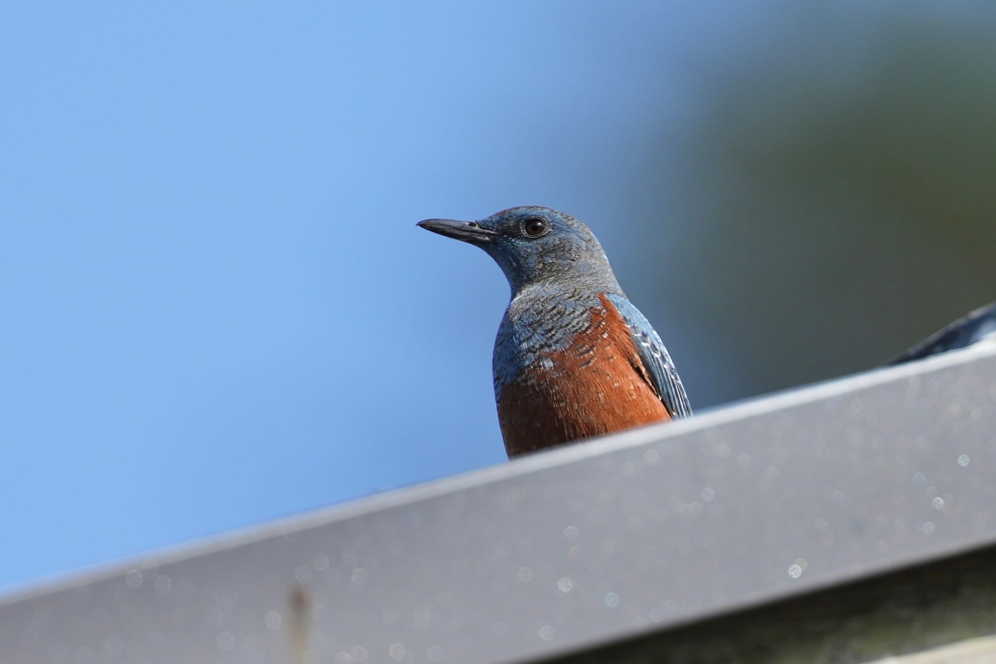 Blue Rock Thrush