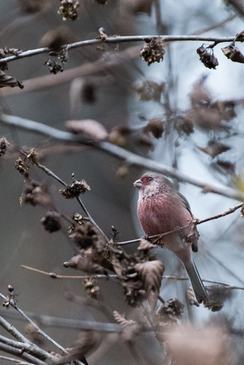 Siberian Long-tailed Rosefinch Hayatogawa Forest Road Sun, 12/16/2018