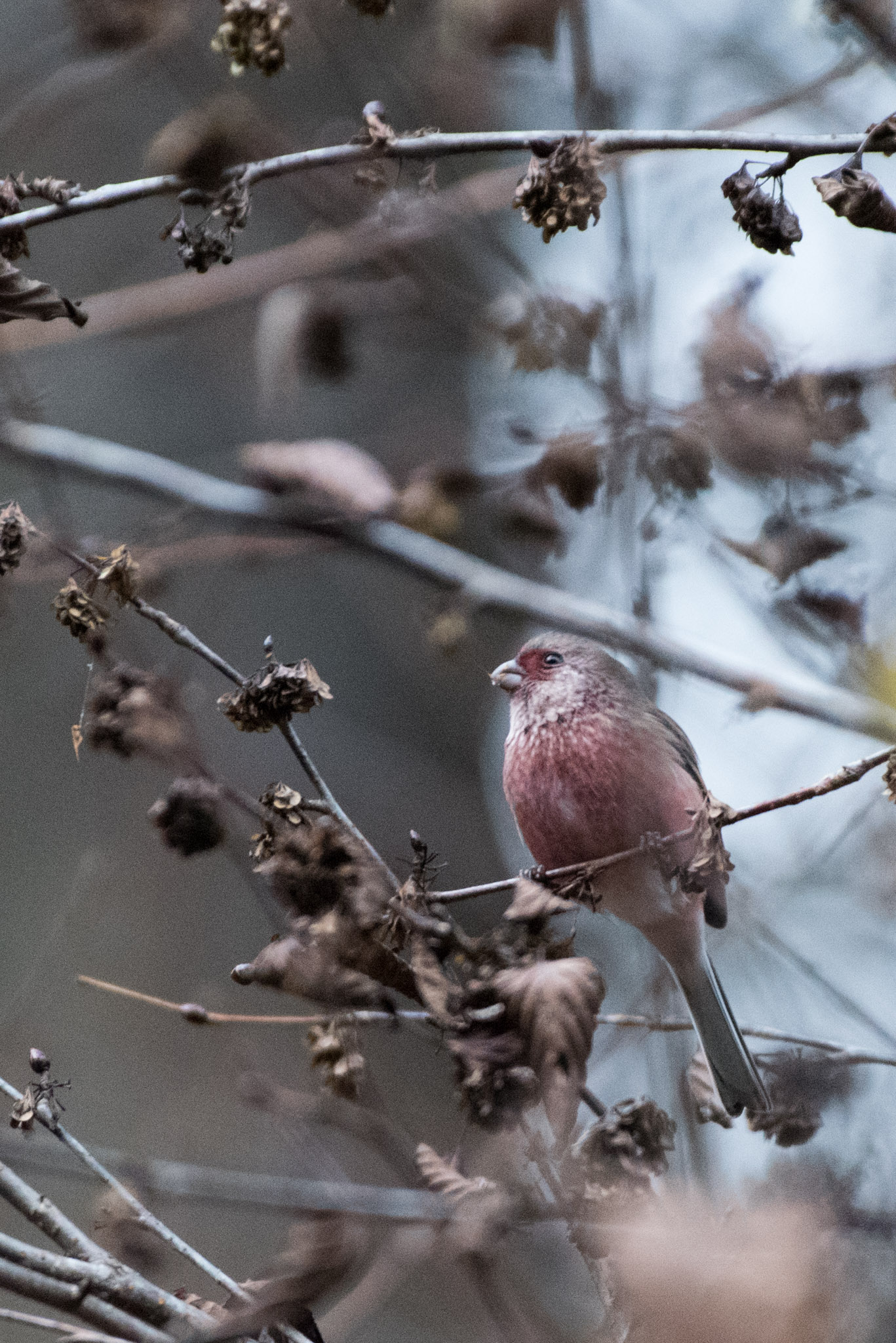 Photo of Siberian Long-tailed Rosefinch at Hayatogawa Forest Road by ninjya