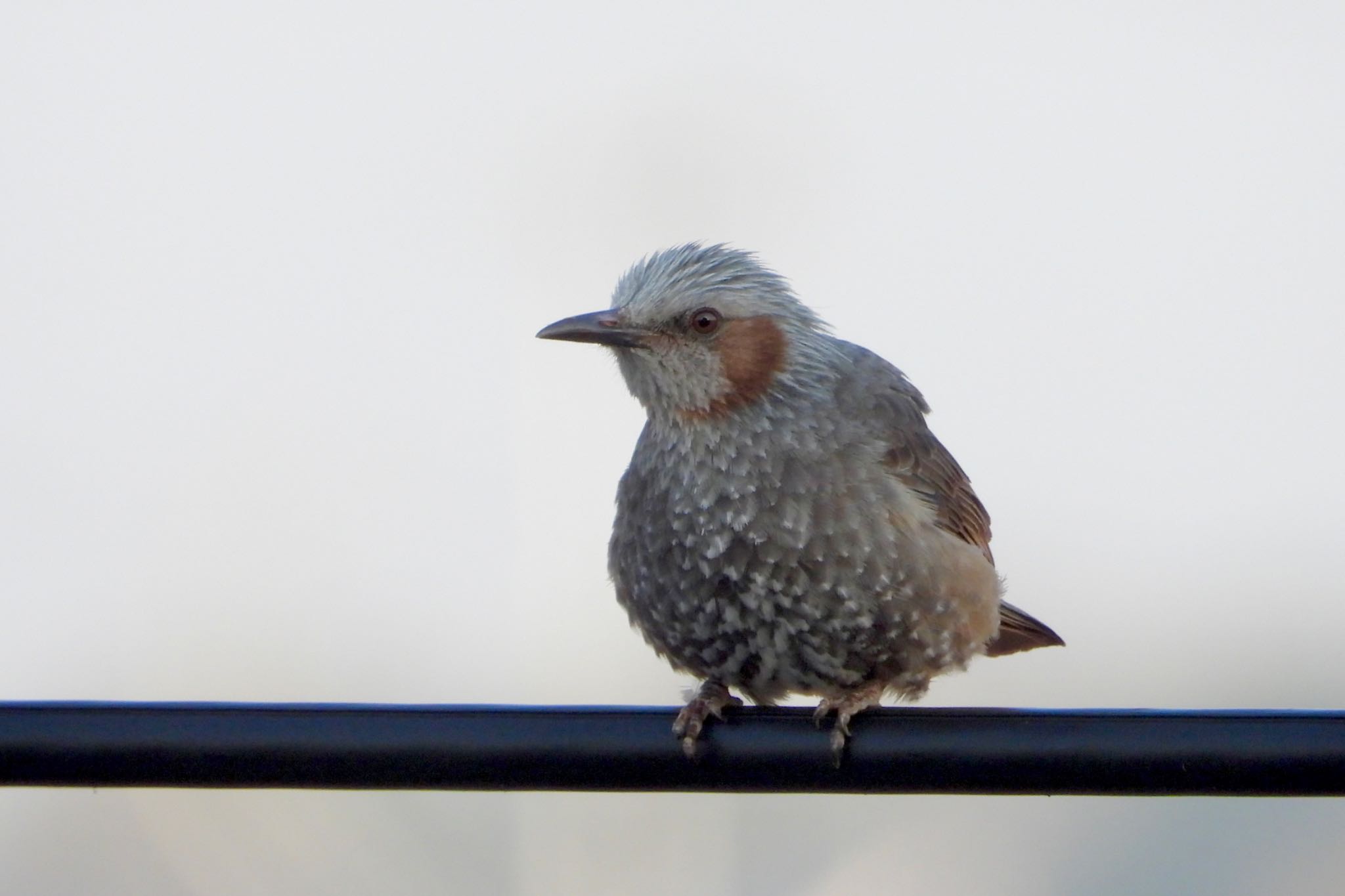 自宅前 ヒヨドリの写真 by biglife_birds