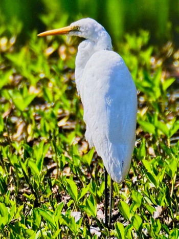 Sun, 3/31/2024 Birding report at 大町自然観察園