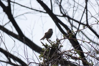 Japanese Bush Warbler 石川県白山市鶴来 Sat, 3/30/2024