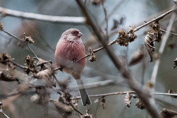 Siberian Long-tailed Rosefinch Hayatogawa Forest Road Sun, 12/16/2018