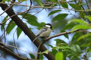 Japanese Tit 石川県白山市鶴来 Sat, 3/30/2024