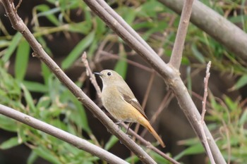 Daurian Redstart 富山県南砺市 Sat, 3/30/2024