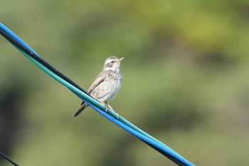 Dusky Thrush 隠岐(島根県) Wed, 3/27/2024