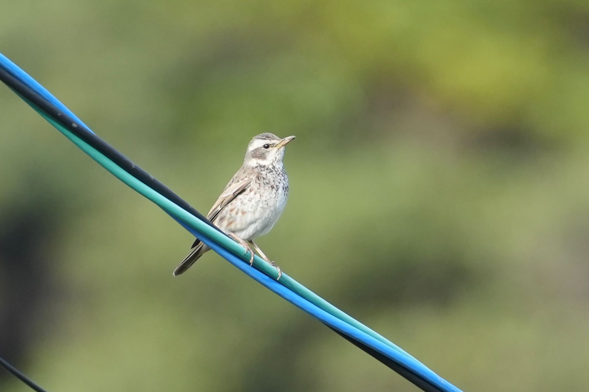 Dusky Thrush