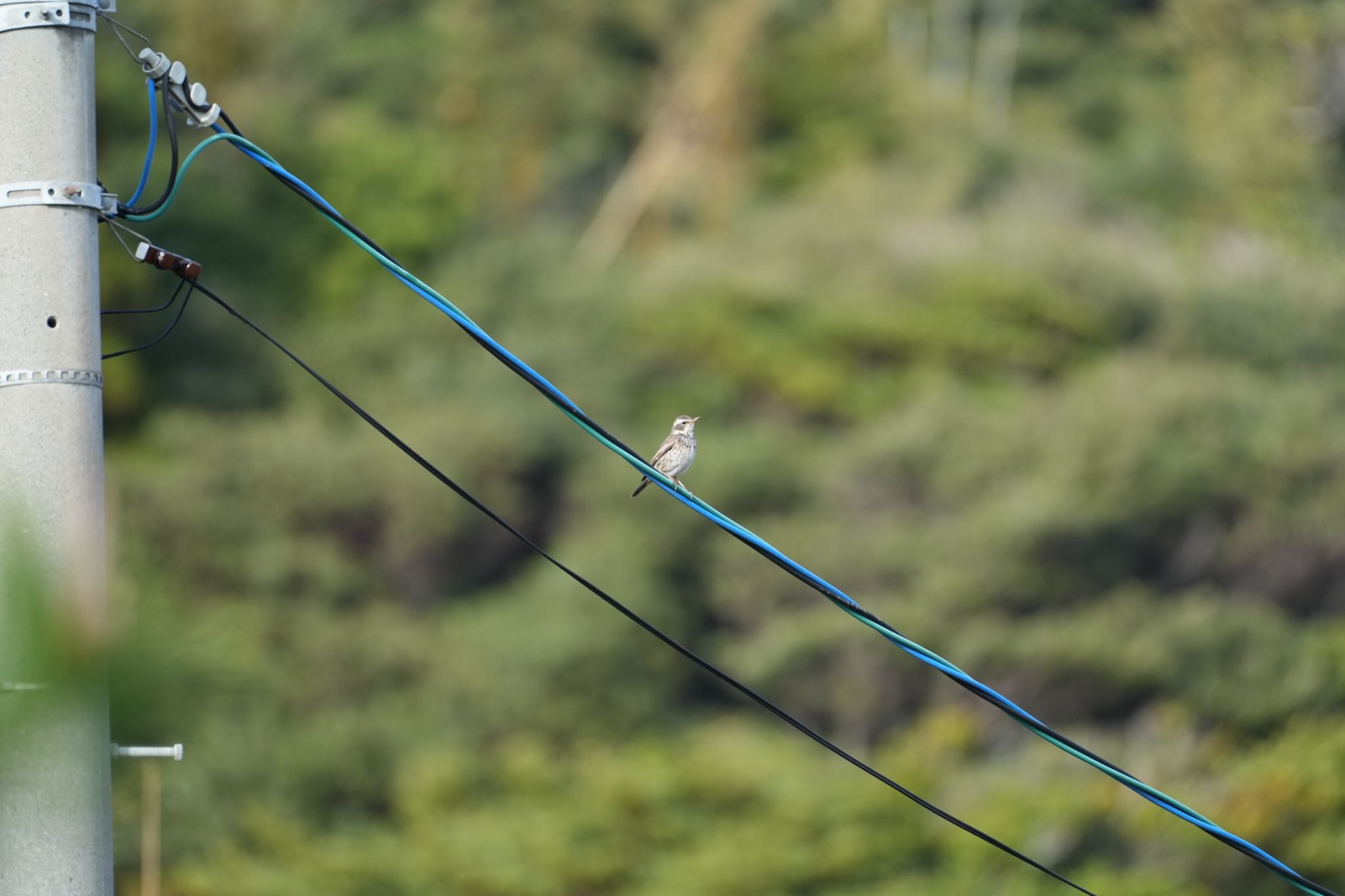 Dusky Thrush