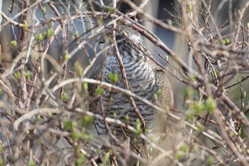 Eurasian Sparrowhawk 隠岐(島根県) Wed, 3/27/2024