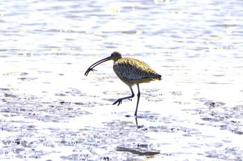 Far Eastern Curlew Kasai Rinkai Park Sat, 3/30/2024