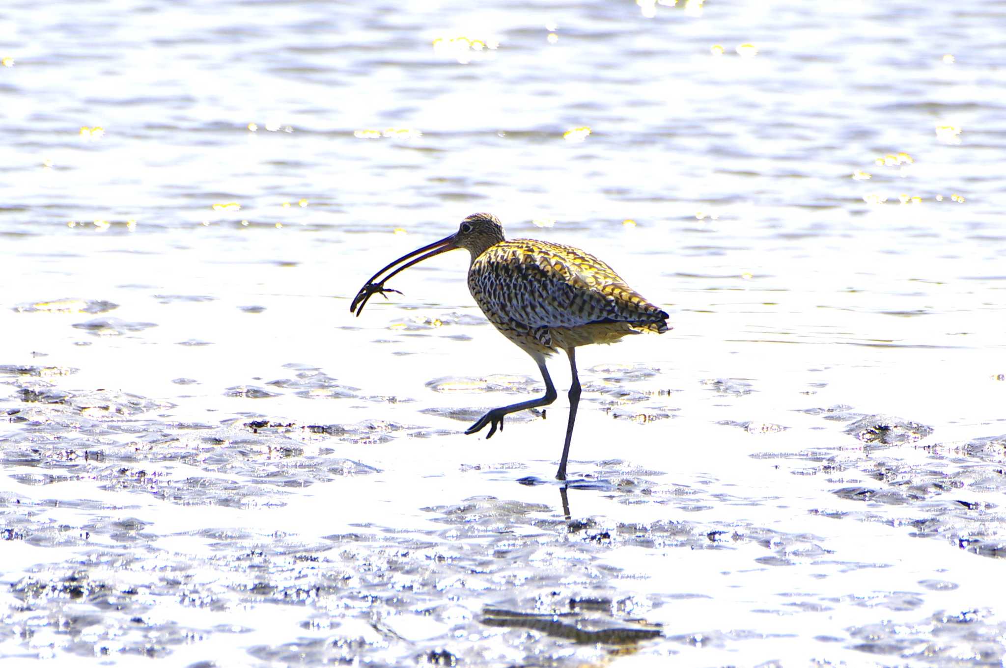 Far Eastern Curlew