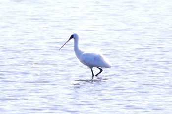 クロツラヘラサギ 葛西臨海公園 2024年3月30日(土)