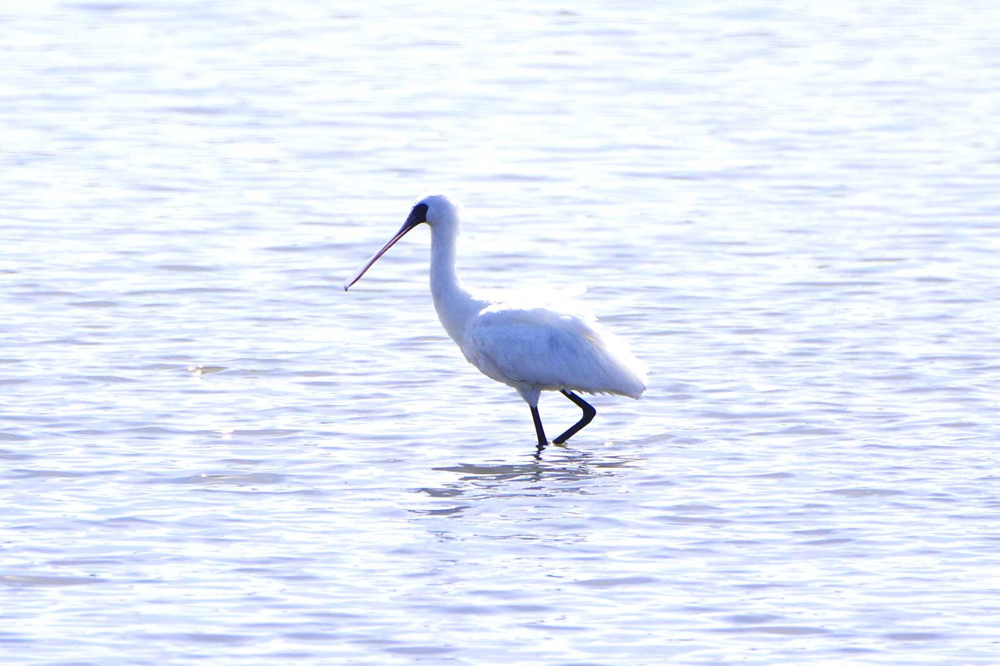 Photo of Black-faced Spoonbill at Kasai Rinkai Park by BW11558