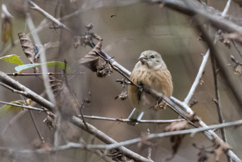 Siberian Long-tailed Rosefinch Hayatogawa Forest Road Sun, 12/16/2018