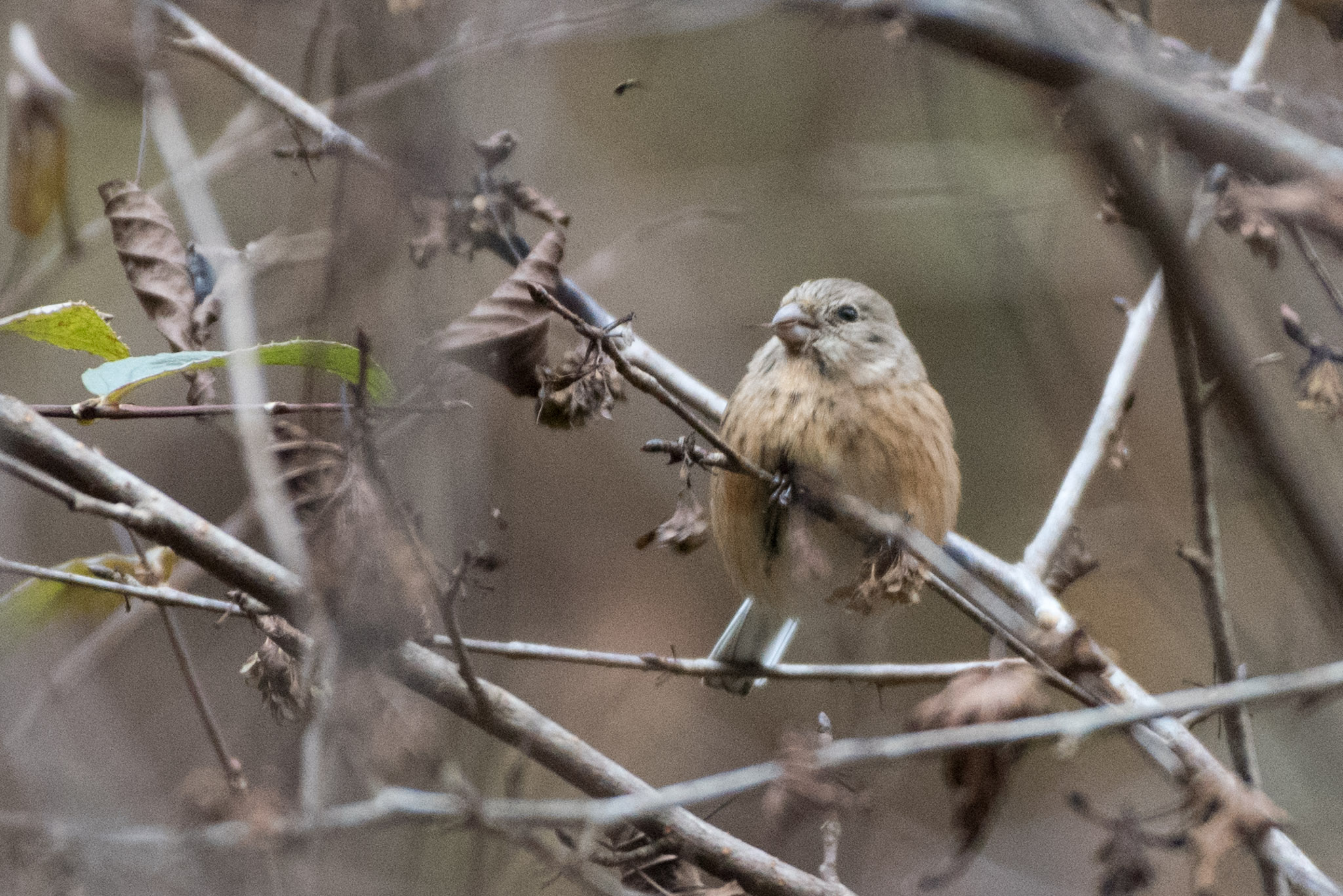 Photo of Siberian Long-tailed Rosefinch at Hayatogawa Forest Road by ninjya