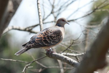 キジバト 行徳野鳥観察舎付近 2024年3月31日(日)