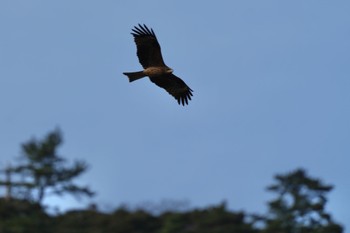 Black Kite 隠岐(島根県) Wed, 3/27/2024