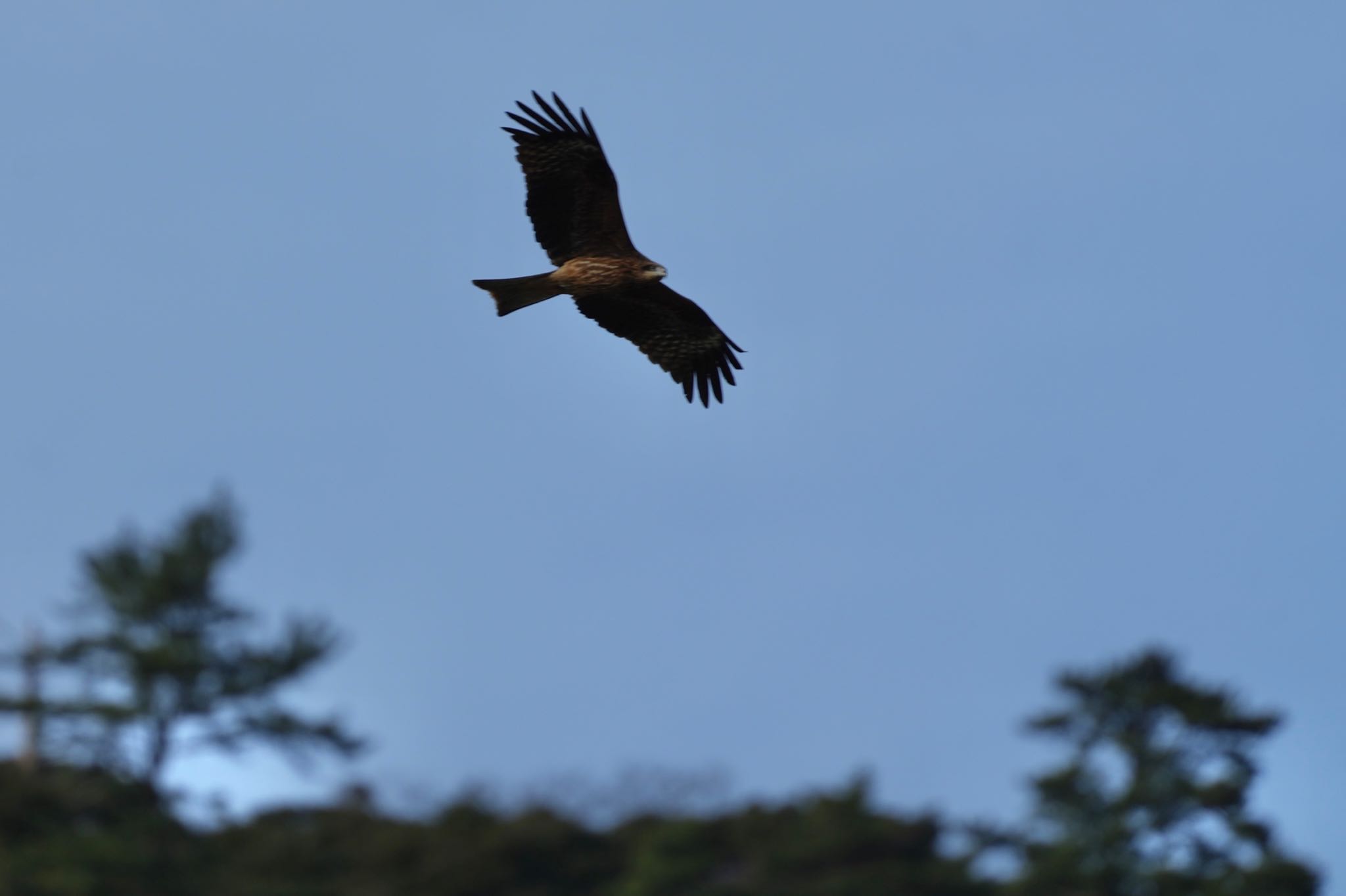 Photo of Black Kite at 隠岐(島根県) by あらどん