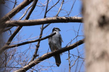 Eurasian Goshawk Mizumoto Park Sun, 3/31/2024