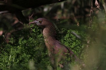 Sun, 3/31/2024 Birding report at Mizumoto Park