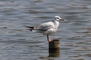 ユリカモメ 水元公園 2024年3月31日(日)