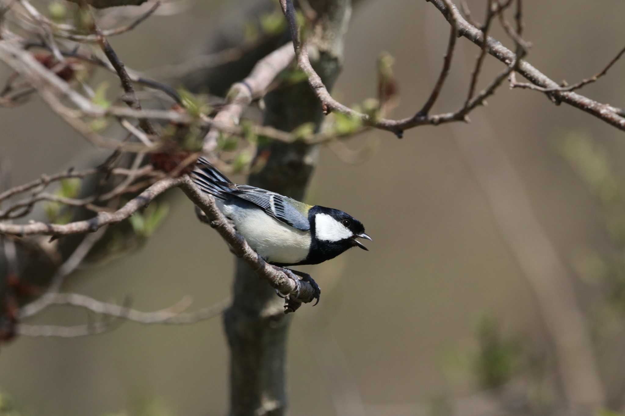 Photo of Japanese Tit at Mizumoto Park by バンケン