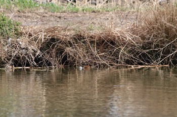 Baer's Pochard Mizumoto Park Sun, 3/31/2024