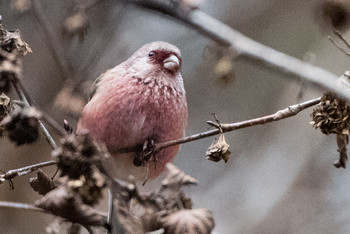 Siberian Long-tailed Rosefinch Hayatogawa Forest Road Sun, 12/16/2018