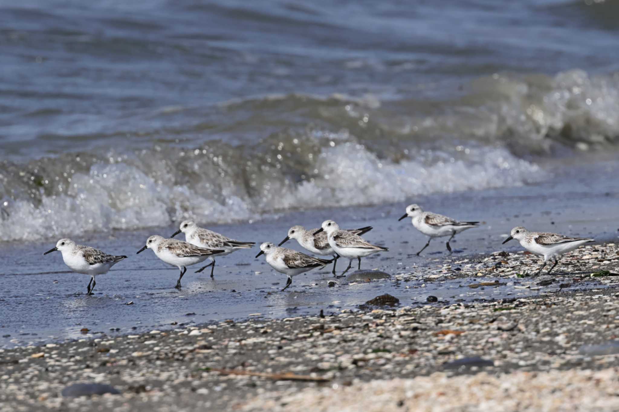 ふなばし三番瀬海浜公園 ミユビシギの写真 by yasu