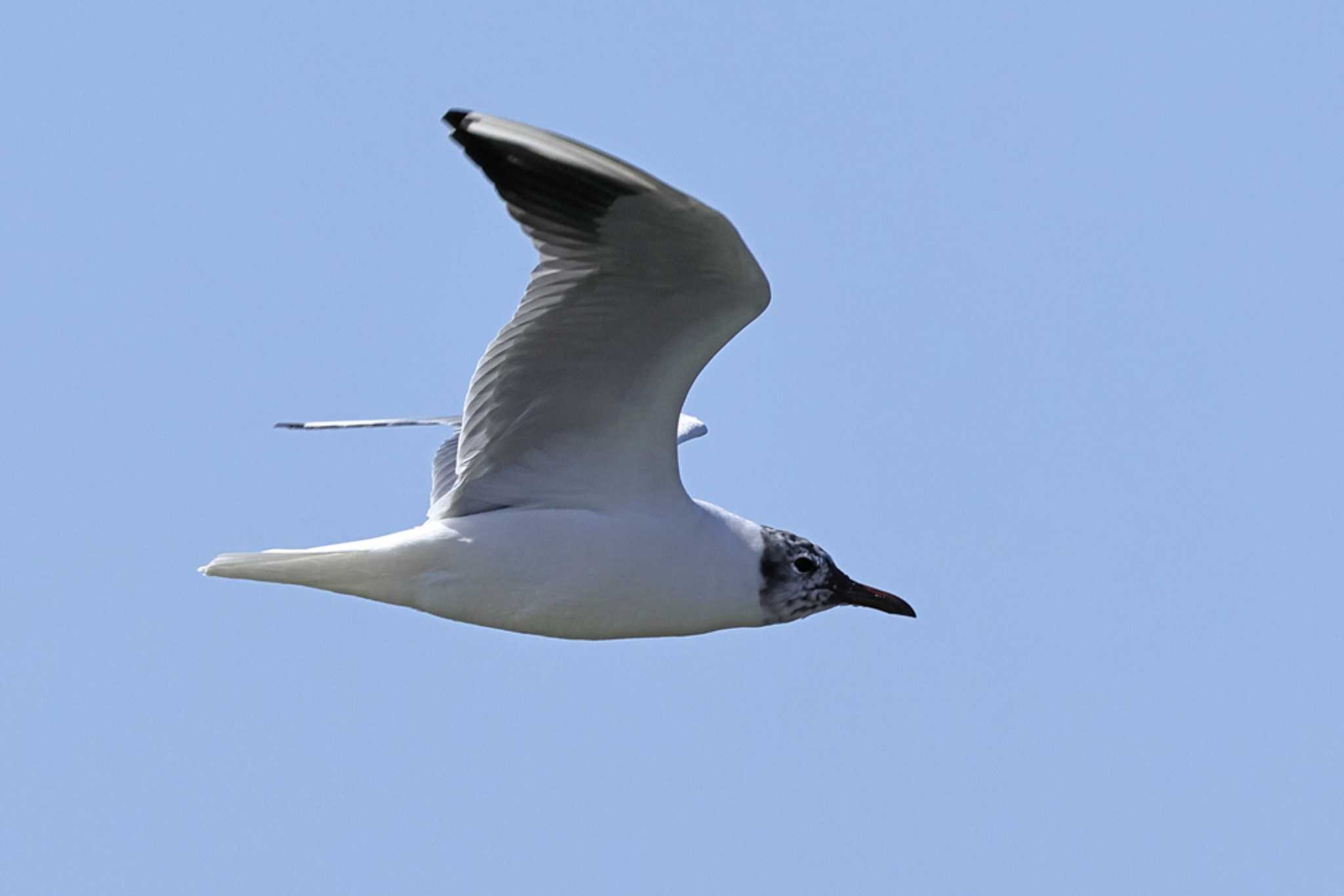 Black-headed Gull