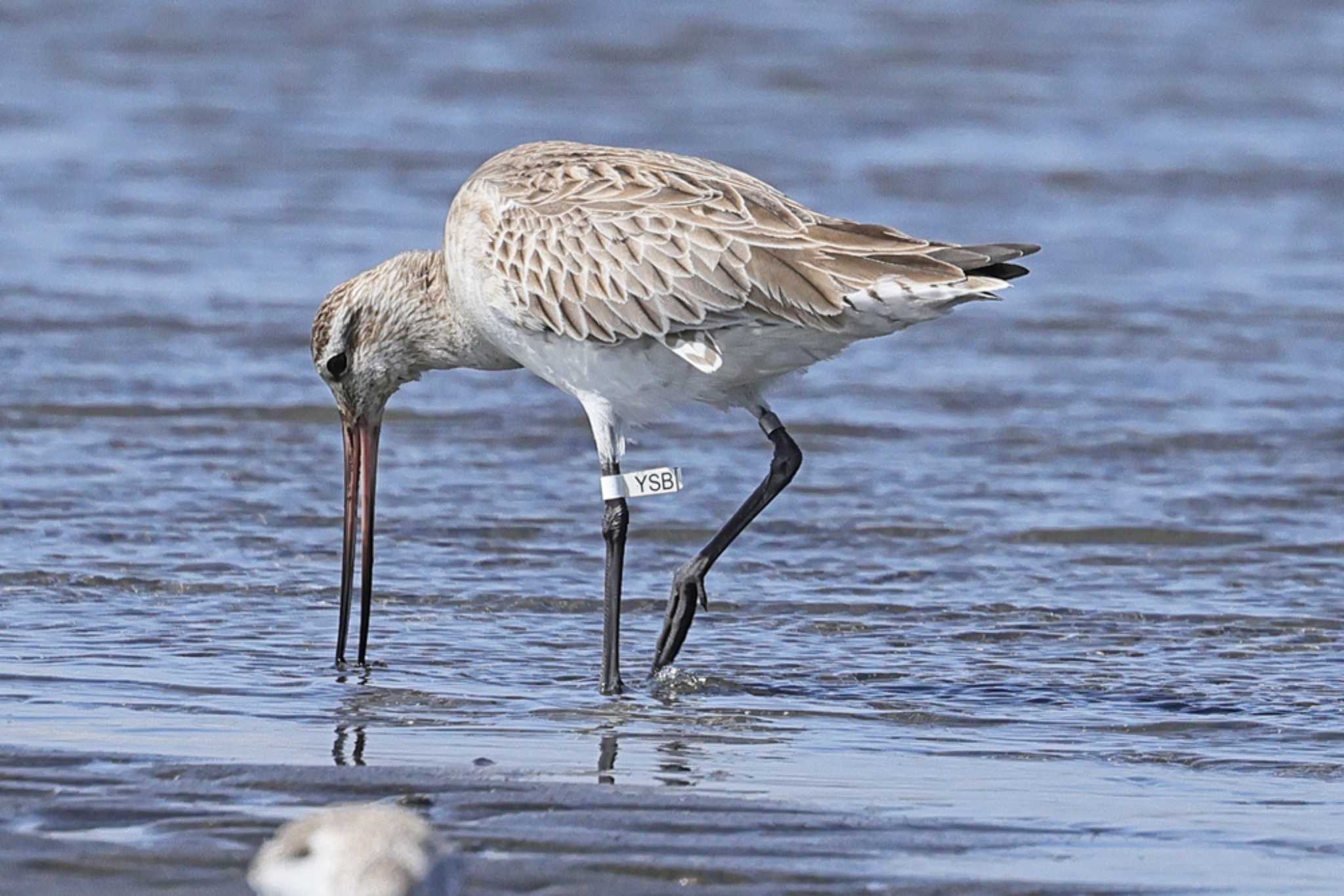 Photo of Bar-tailed Godwit at Sambanze Tideland by yasu