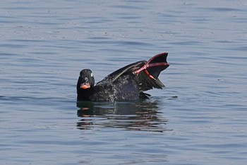 White-winged Scoter Sambanze Tideland Sun, 3/31/2024