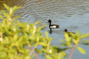 キンクロハジロ 三ツ池公園(横浜市鶴見区) 2024年3月30日(土)