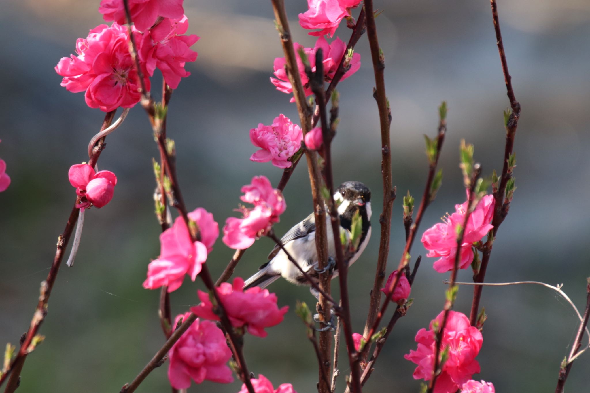 Photo of Japanese Tit at 恩田川(小山町付近) by Jiateng 三保