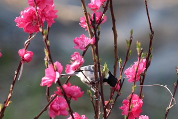 シジュウカラ 恩田川(小山町付近) 2024年3月31日(日)