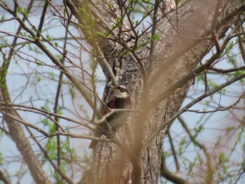 Dusky Thrush 霞ヶ浦総合公園 Sun, 3/31/2024