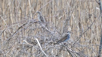 Eurasian Wryneck 平城宮跡 Fri, 3/29/2024