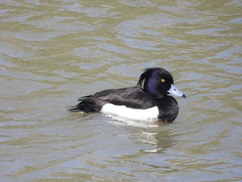 Tufted Duck 淀川河川公園 Wed, 3/27/2024