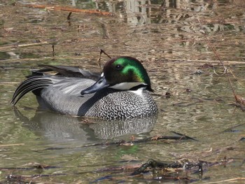 Falcated Duck 淀川河川公園 Wed, 3/27/2024